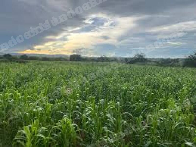 Imovel rural em leilao em Barro/CE