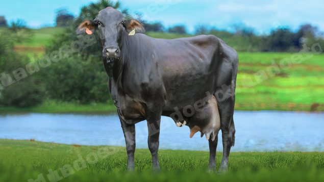 Lote em leilão em Brasil