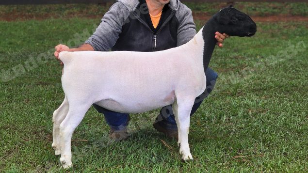 Lote em leilao em Brasil