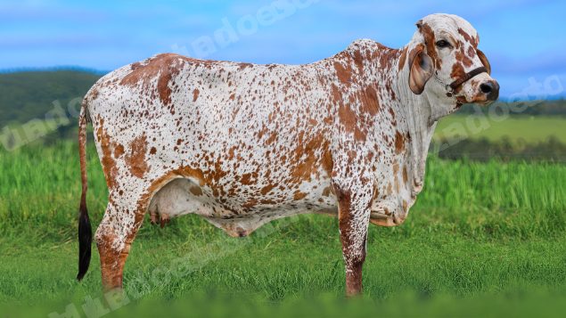 Terreno em leilao em São Pedro do Suaçuí/MG - Lote 2