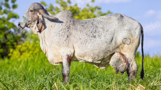 Lote em leilão em Brasil - Lote 237