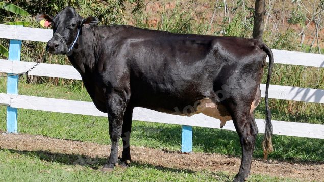 Lote em leilao em Silveiras/SP