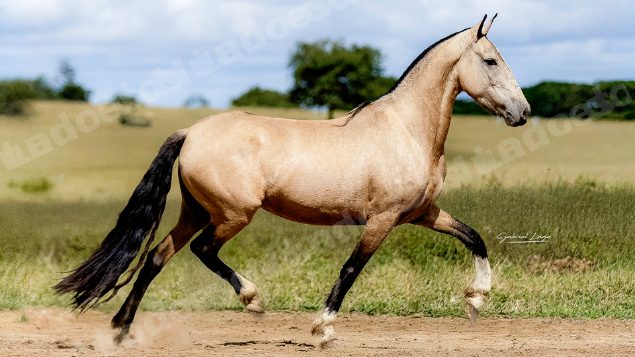 Lote em leilao em Brasil