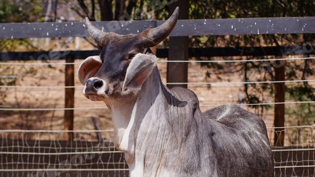 Lote em leilao em Santa Luzia/PB