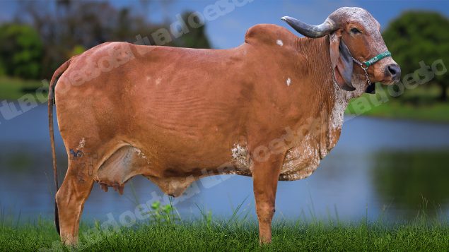 Lote em leilao em Carmo da Mata/MG