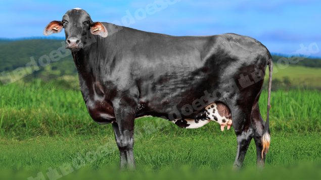 Lote em leilao em Álvares Florence/SP
