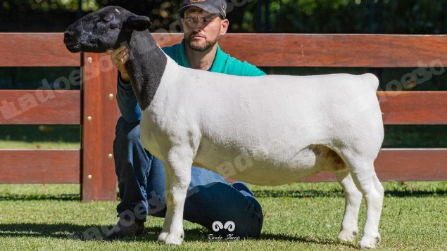 Lote em leilao em Brasil