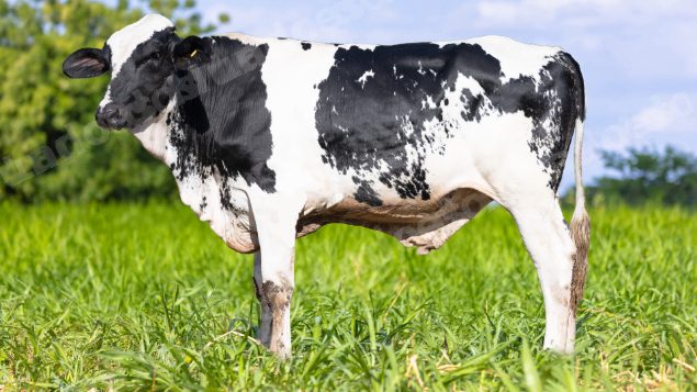 Lote em leilão em Brasil - Lote 248