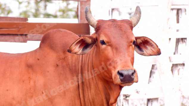 Lote em leilao em Brasil