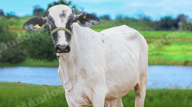 Lote em leilão em Brasil