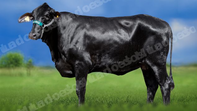 Lote em leilao em Miradouro/MG