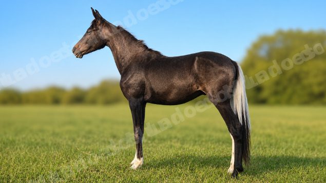 Lote em leilao em Brasil