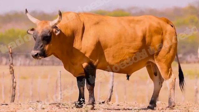 Lote em leilao em Brasil