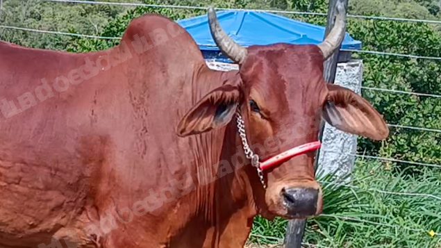 Lote em leilão em Brasil - Lote 74