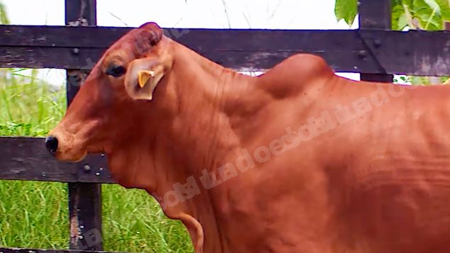 Lote em leilão em Brasil - Lote 77