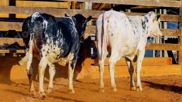 Lote em leilao em Cristalina/GO
