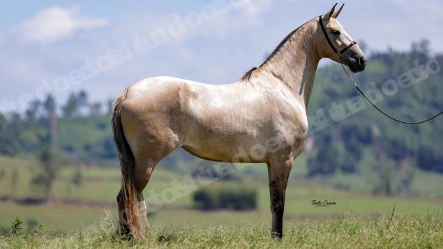 Lote em leilão em Brasil - Lote 272