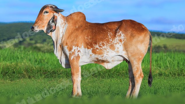 Lote em leilao em Brasil