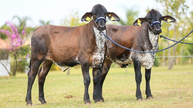 Lote em leilao em Brasil