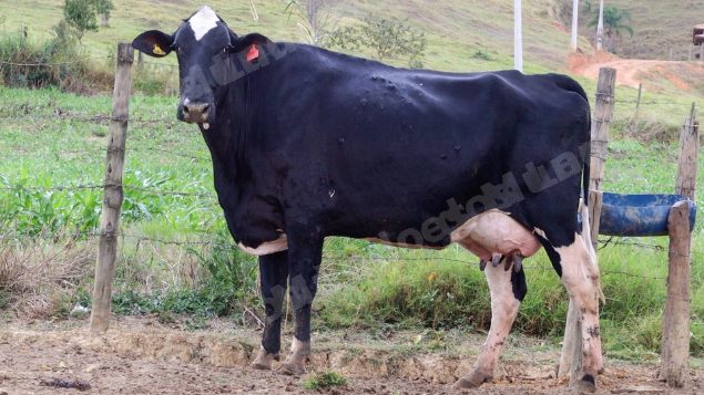 Lote em leilao em Silveiras/SP