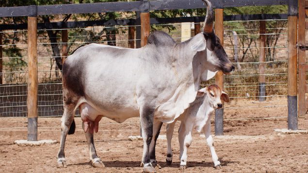 Lote em leilao em Santa Luzia/PB