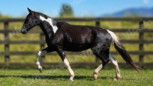 Lote em leilao em Brasil
