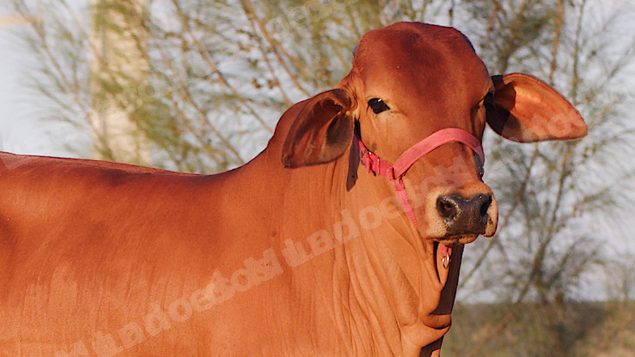 Lote em leilão em Brasil - Lote 79