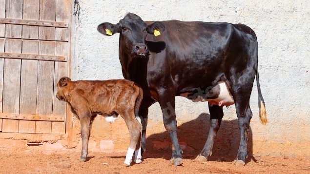 Lote em leilao em Cristalina/GO