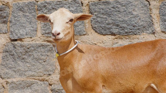 Lote em leilao em Taperoá/PB
