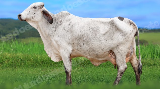 Lote em leilao em São Pedro do Suaçuí/MG - Lote 9