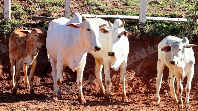 Lote em leilao em Pratápolis/MG