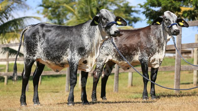 Lote em leilao em Brasil