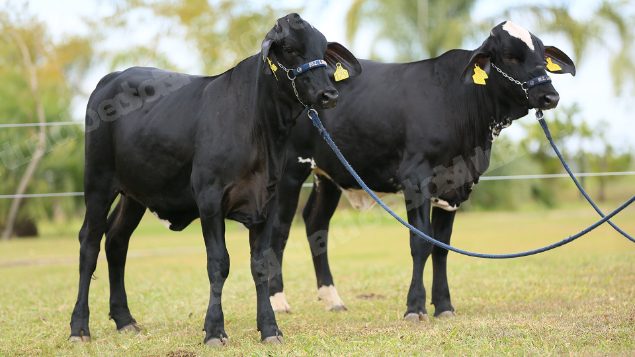 Lote em leilao em Brasil