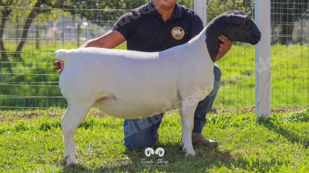Lote em leilao em Brasil