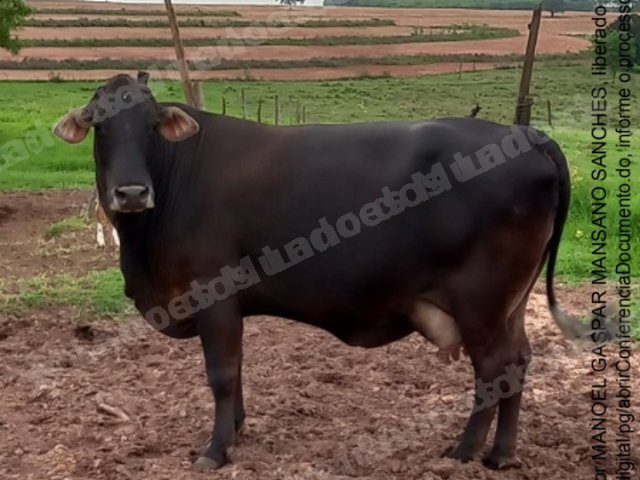 Animais em leilão em Íris/SP - Lote 2