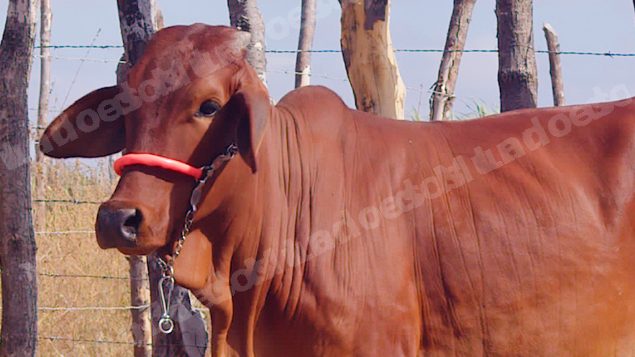 Lote em leilão em Brasil - Lote 91