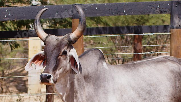 Lote em leilao em Santa Luzia/PB