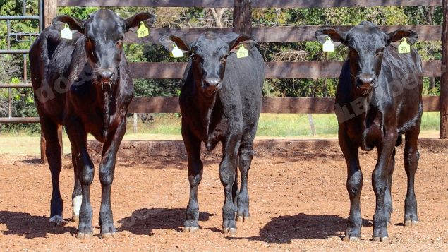 Lote em leilao em Cristalina/GO
