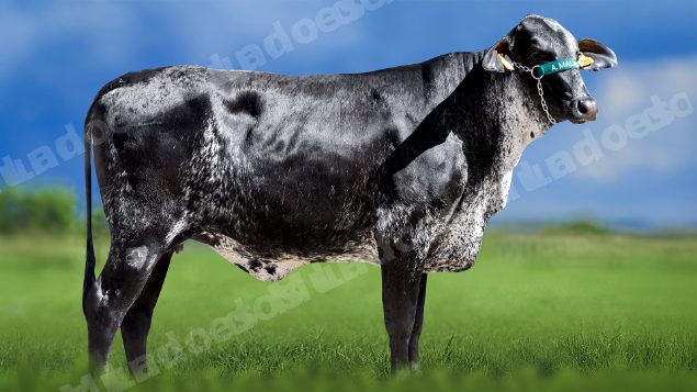 Lote em leilao em Miradouro/MG