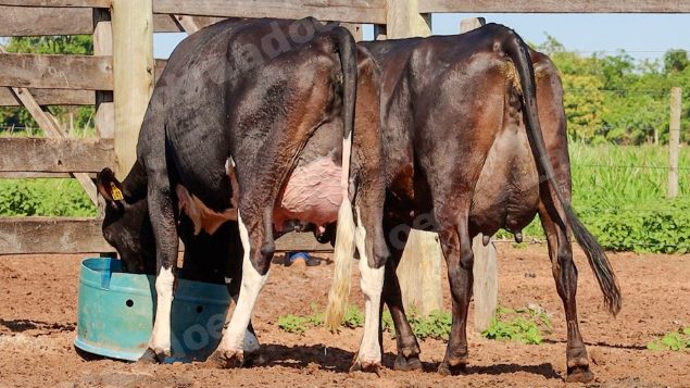 Lote em leilão em Jataí/GO - Lote 11