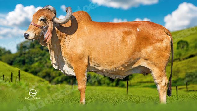 Lote em leilao em Passos/MG