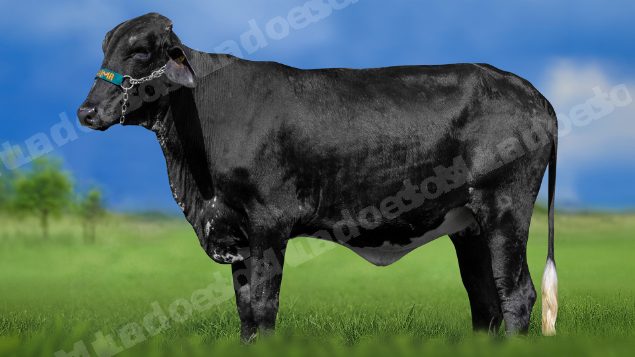 Lote em leilao em Miradouro/MG