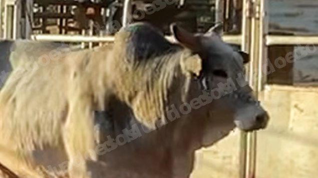 Lote em leilao em Sabino/SP