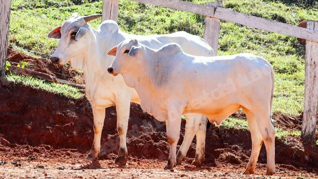 Lote em leilao em Pratápolis/MG