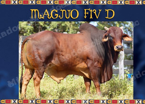 Lote em leilao em Brasil