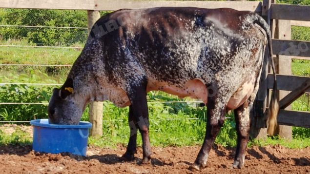 Lote em leilão em Jataí/GO - Lote 12