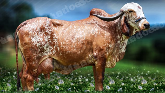 Lote em leilão em Brasil - Lote 37