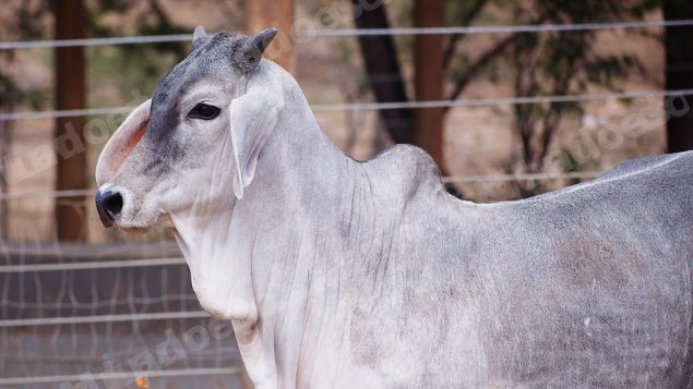 Lote em leilao em Santa Luzia/PB