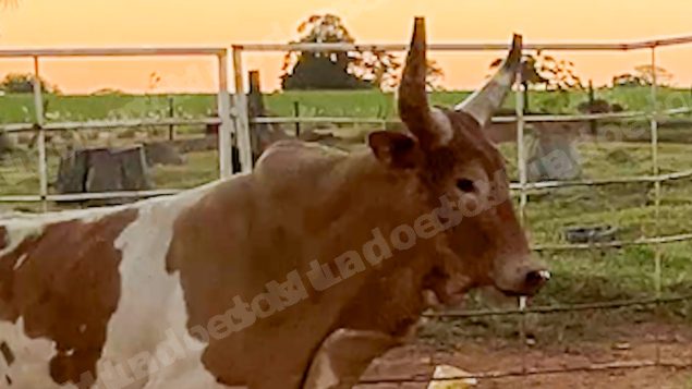 Lote em leilao em Sabino/SP