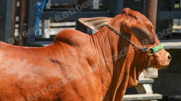 Lote em leilao em Brasil - Lote 429